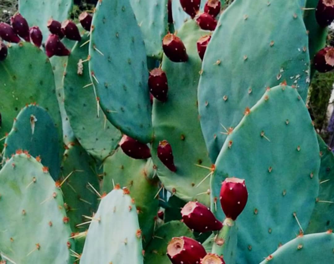 West Texas Prickly Pear Cactus Pad Cutting - Opuntia Lindheimeri, Edible Fruit, Drought Tolerant, Full Sun Plant