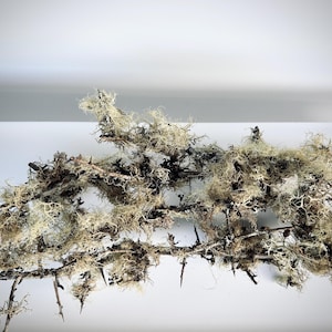 May include: A display of dried lichen and branches, set against a white backdrop. The lichen features a blend of beige, tan, and dark brown hues, with a textured, natural look. The thin, woody branches enhance the organic feel of the arrangement.
