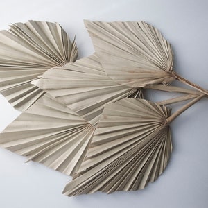 Foglie di palma essiccate naturali, palma secca Boho, composizione di vasi fai da te, aggiunta di centrotavola, decorazione di torte, decorazioni per la casa per matrimoni ed eventi