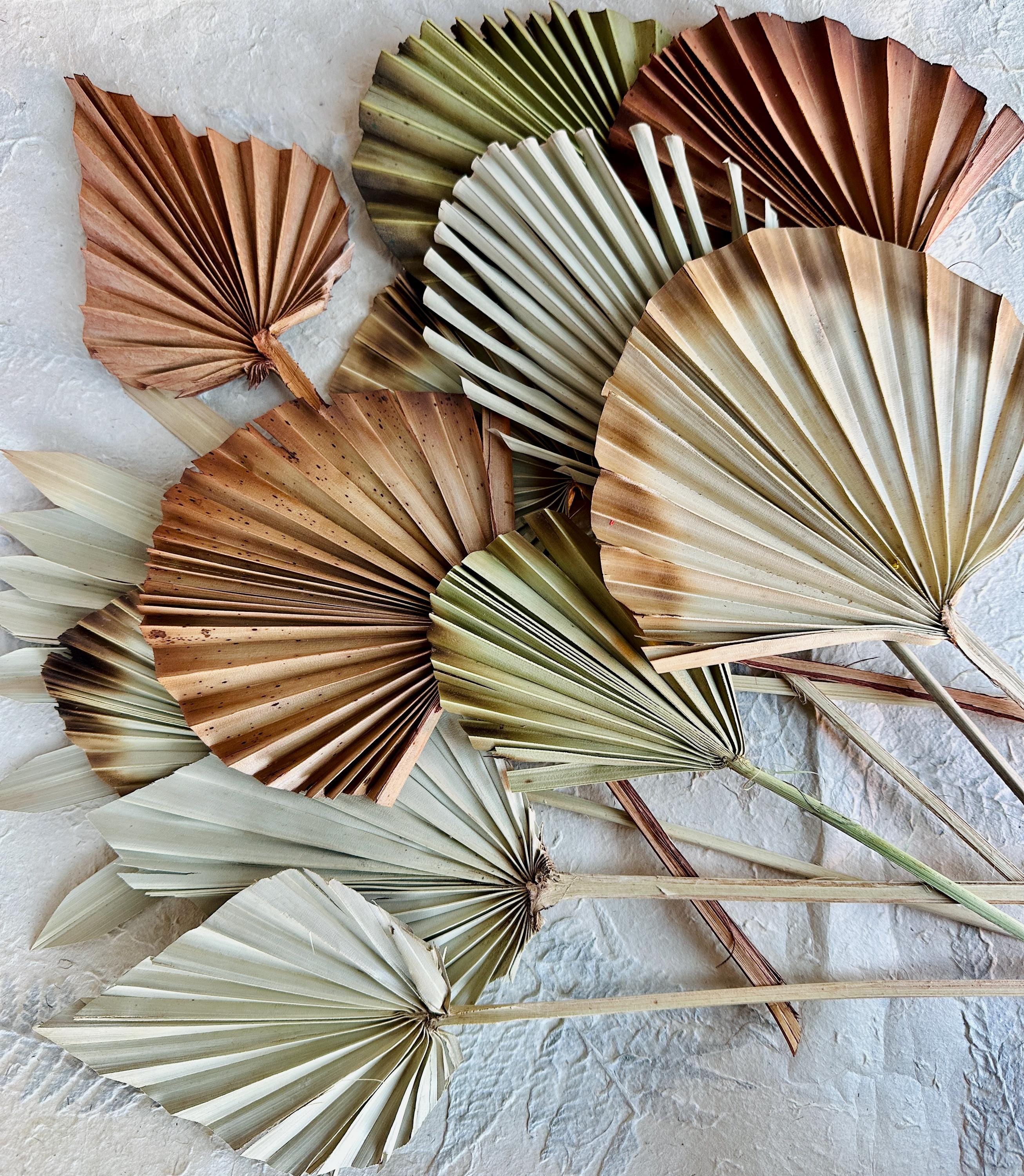 Palm Leaves Neutral Colors Mix, Spear Fan Natural Dried Palm Leaf, Boho