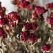 Dried Flowers