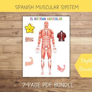 SPANISH Muscular System Learning Bundle Human Anatomy Activity Montessori Activities Educational Homeschool Resources Preschool Curriculum
