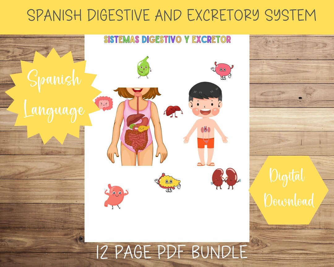 SPANISH LANGUAGE Human Digestive System Excretory System Anatomy Bundle