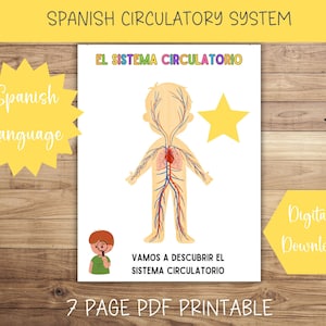 SPANISH Human Anatomy Circulatory System Busy Book Printable Preschool Worksheets Homeschool Preschool Curriculum Activities Montessori