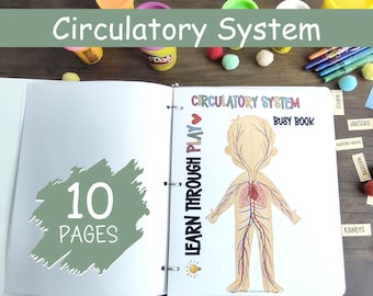 Human Anatomy - Circulatory System, Body Parts, Anatomy Busy Book, Preschool Curriculum, Early Elementary, Homeschool Activity, PDF Download