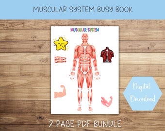 Muscular System Human Anatomy Book, Learning Activity, All About Me, Montessori,  Educational Resources, Homeschool Preschool Curriculum PDF