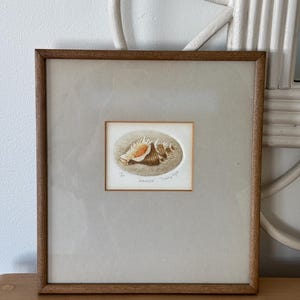 Puede incluir: Impresión enmarcada de una ilustración de concha marina. La obra de arte presenta una representación detallada de una concha marina en tonos naranja, marrón y blanco, sobre un fondo neutro. La impresión está dentro de un marco de madera.