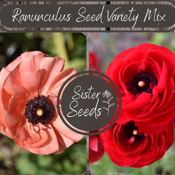 Homegrown Ranunculus Seeds 50-100 pcs| Fresh Spring Blooms | DIY Flower Garden | Gardening Seeds | Ranunculus Buttercup | Cut Flower Seeds