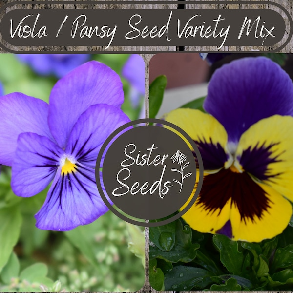 Homegrown Pansy/Viola Mix Flower Seeds 100-200 pcs| Vibrant Spring Blooms | DIY Garden | Gardening Seeds | Planting Beauties