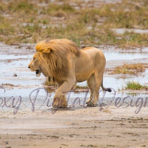 Löwe - König des Dschungels auf der Serengeti - Wasserzeichen verschwindet bei Bestellung