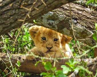 May include: A young lion cub peeks out from behind a tree branch, its fur is a light brown color. The cub's eyes are dark and its nose is pink. The cub is looking directly at the camera.