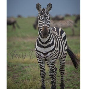 Zebra auf der Savanne Digital Download Portraitfoto aus Afrika