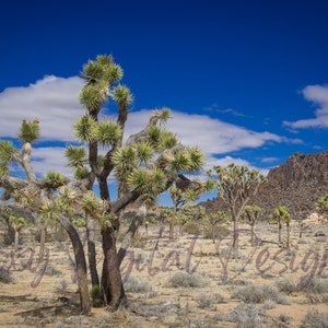 Joshua Tree Forest Digital File Print on Demand