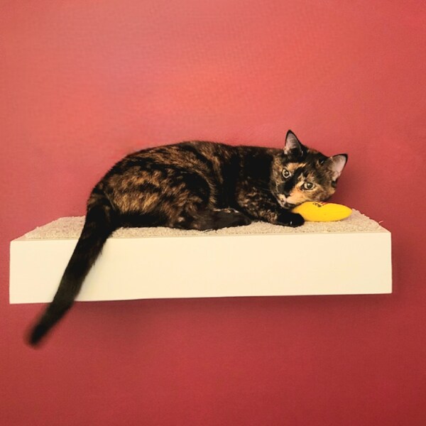 Cat Shelf Etsy