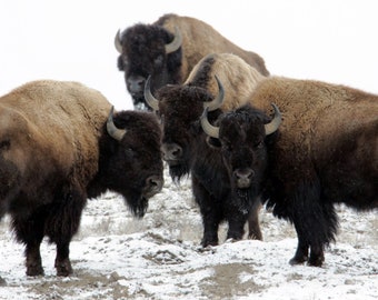 Bison