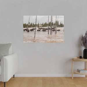 Bison Heard near Fountain Paint Pots, Yellowstone National Park, Copy of Matte Canvas, Stretched