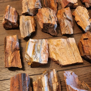 May include: A collection of petrified wood pieces in various shapes and sizes. The wood is a mix of brown, orange, and white colors with a natural, rough texture.