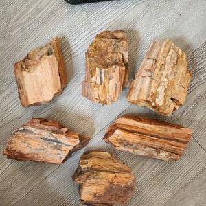 May include: Six pieces of petrified wood in various shapes and sizes. The wood is a light brown color with darker brown streaks. The pieces are arranged in a circle on a light brown wooden surface.
