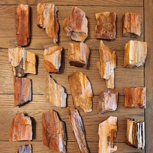4-6 oz Beautiful Raw Natural Petrified Wood Sample from Northern Arizona