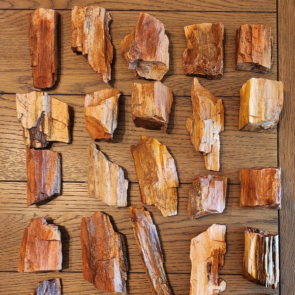 4-6 oz Beautiful Raw Natural Petrified Wood Samples from Northern Arizona
