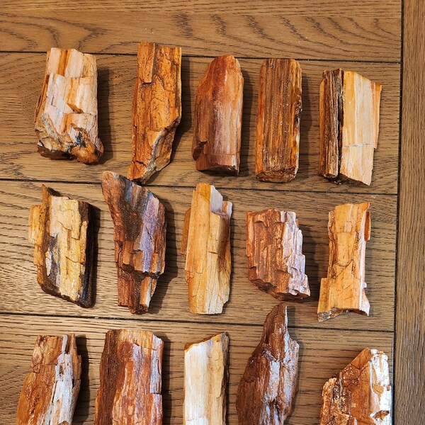 7-9 oz Beautiful Raw Natural Petrified Wood from Northern Arizona