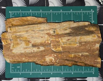 2.75lb Petrified Wood: Natural Large Stone Mineral Semi-Precious Fossil Display Piece from Northern Arizona