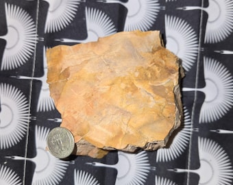 3.4 lb Petrified Wood: Natural Large Stone Mineral Semi-Precious Fossil Display Piece from Northern Arizona with Quartz Crystals