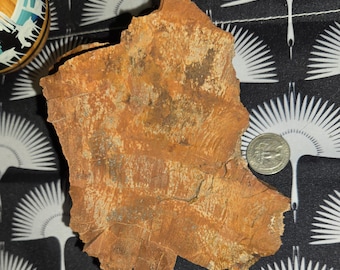2.7 lb Petrified Wood: Natural Large Stone Mineral Semi-Precious Fossil Display Piece from Northern Arizona