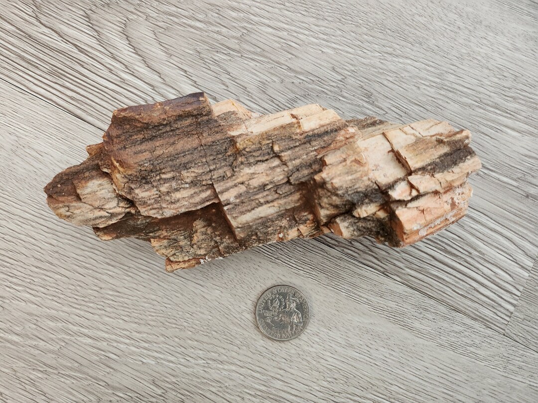 Acid Cleaned Petrified Wood Sample From Northern Arizona Etsy