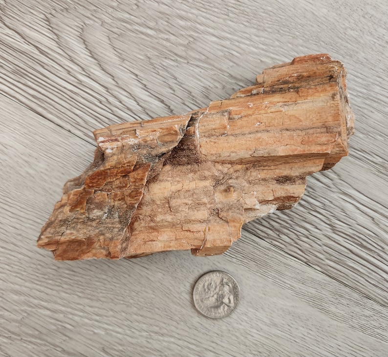 Acid Cleaned Petrified Wood Sample From Northern Arizona Etsy