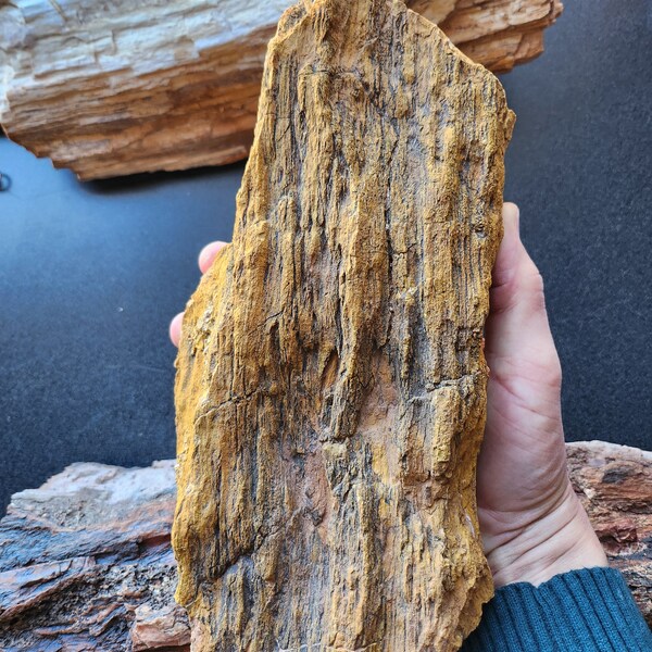 Muestra de mineral de madera petrificada dorada de 6 libras del norte de Arizona: hermosa piedra semipreciosa de exhibición