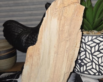 1.6lb Petrified Wood: Natural Large Stone Mineral Semi-Precious Fossil Display Piece from Northern Arizona