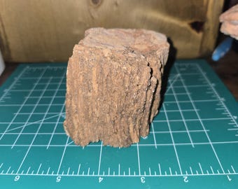 1.7 lb Petrified Wood: Natural Large Stone Mineral Semi-Precious Fossil Display Piece from Northern Arizona
