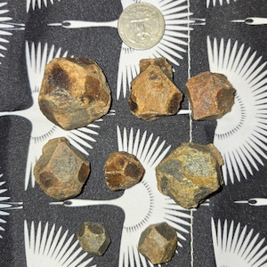 May include: A collection of eight brown and black garnet crystals, some with a rough, textured surface. The crystals are various sizes and shapes, with some appearing more rounded than others.