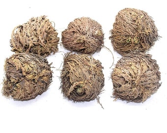 Rose of Jericho