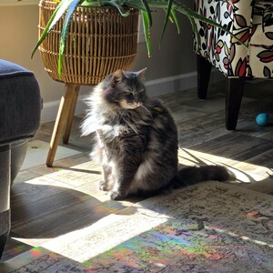 Pode incluir: Um gato cinza sentado em um tapete com um reflexo de prisma arco-&iacute;ris no tapete. O gato est&aacute; olhando para a direita da imagem. O gato est&aacute; sentado em frente a uma planta em vaso com uma cesta de vime.
