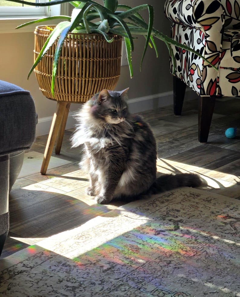 Pode incluir: Um gato cinza sentado em um tapete com um reflexo de prisma arco-&iacute;ris no tapete. O gato est&aacute; olhando para a direita da imagem. O gato est&aacute; sentado em frente a uma planta em vaso com uma cesta de vime.