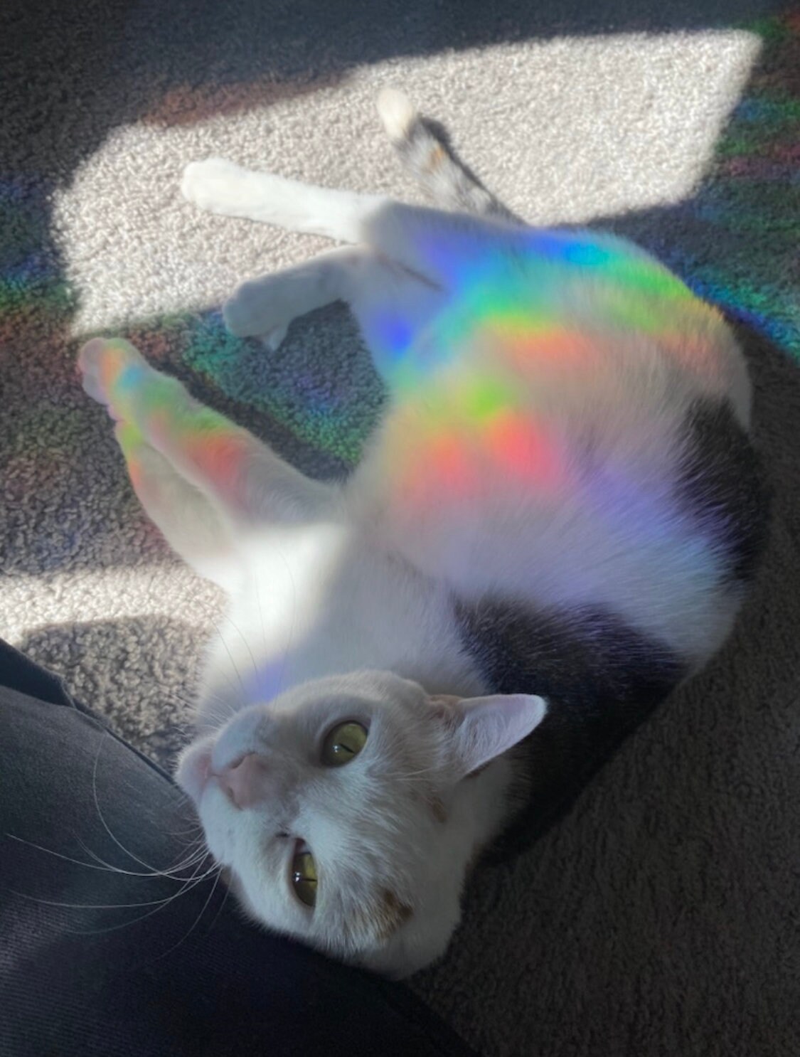 Frankenstein Suncatcher / Classic Horror Movies / Non Adhesive Etsy