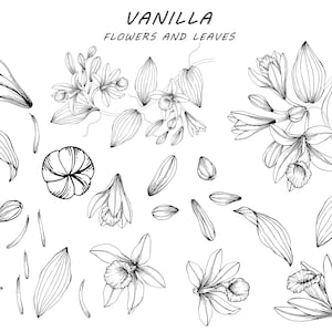 May include: Black and white illustration of vanilla flowers and leaves. The image includes detailed line art of vanilla blossoms, petals, and leaves, with the word "VANILLA" and the phrase "FLOWERS AND LEAVES" at the top.