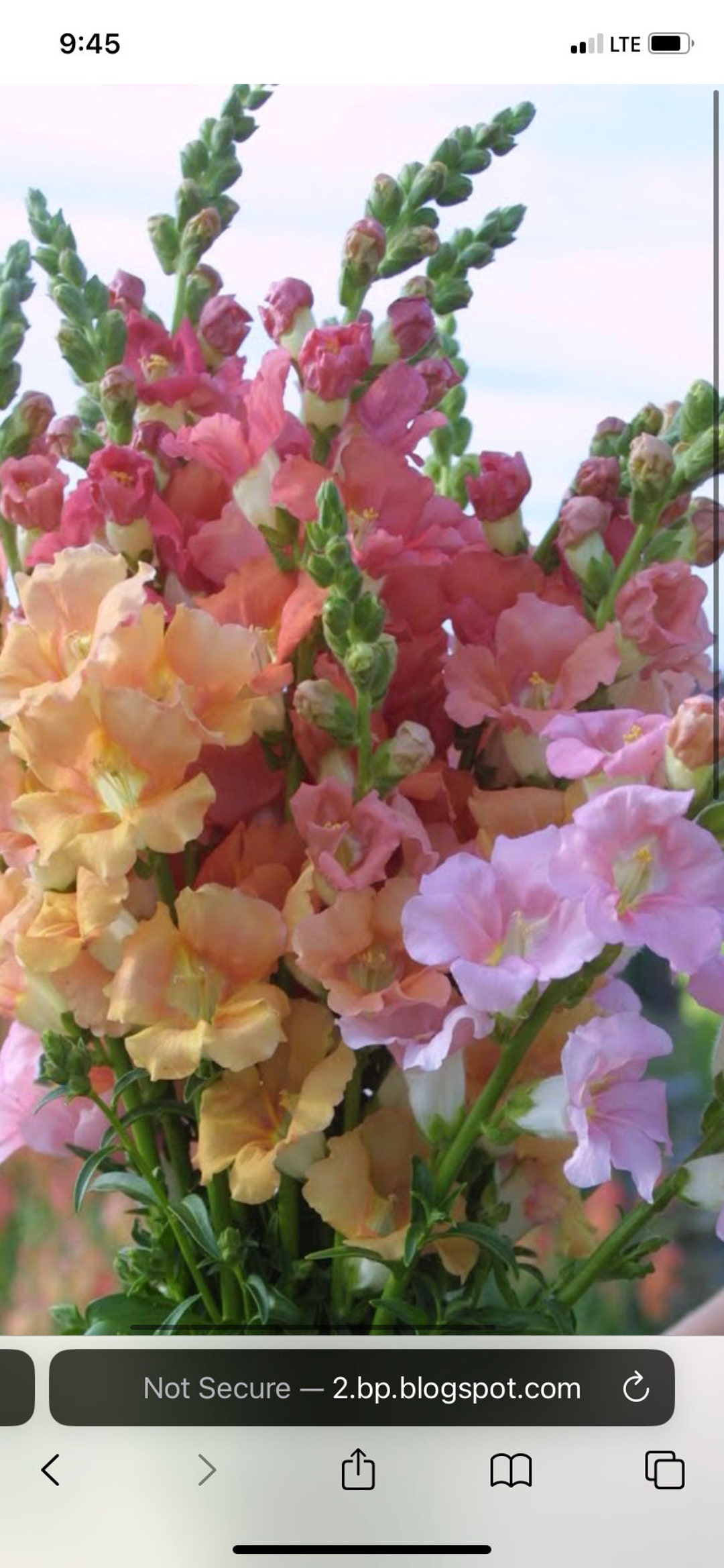50 Snapdragon Chantilly Mix Etsy