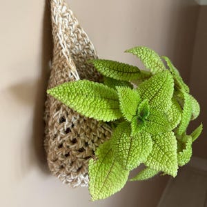 Peut inclure: Un porte-plante suspendu en fibre de jute tressée, avec une plante vert clair à l'intérieur. La plante a des feuilles texturées. Le support est suspendu à un crochet en laiton sur un mur de couleur neutre.