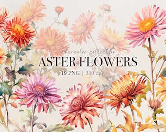 Watercolor Aster Flowers Botanical Clipart, Autumn flowers, Wildflower bouquets in PNG, Watercolor Aster PNG for scrapbooking, Autumn images