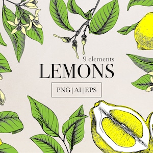 Lemon Clipart Citrus Digital art Lemonade clipart Vintage Botanical art Lemon flowers Lemon leaves Lemon illustrations PNG AI EPS