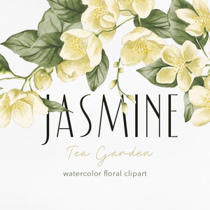Watercolor Jasmine Clip Art – Hand-Painted White Floral Bouquets & Leaves – Botanical PNG Elements for Wedding Invitations and Crafts
