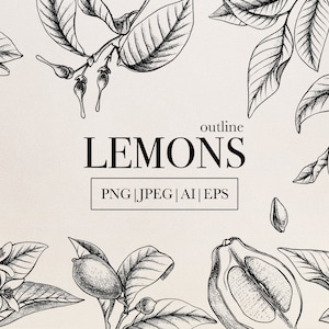 Clipart de limão - Contorno de frutas cítricas PNG e EPS - Ilustrações de frutas desenhadas à mão para embalagens, logotipos, rótulos e artesanato