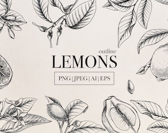 Clipart di limoni - Illustrazioni di agrumi disegnate a mano (PNG ed EPS)