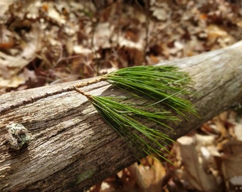 May include: Close-up of a fallen tree branch with vibrant green pine needles. The needles are clustered at the end of the branch, contrasting with the rough, textured bark. The background is blurred with fallen leaves.