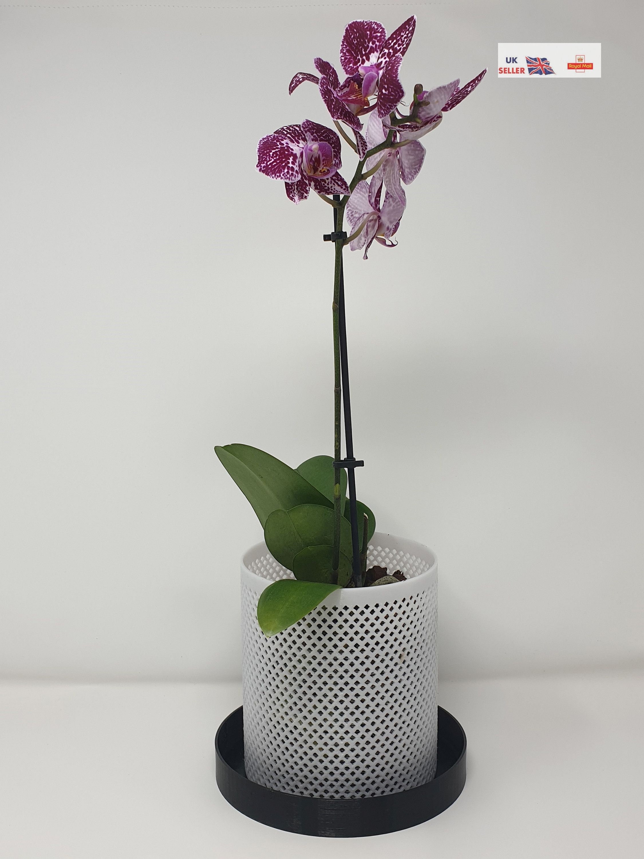 Garten lux Lot de 10 Pots à orchidée en Plastique Transparent avec Trous -  Diamètre : 17 cm - Hauteur : 13 cm - pour orchidées - pour l'intérieur -  1,5 l : : Jardin