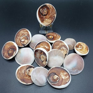 Natural Unpolished Shiva Shells, meditation, gridding, home decor, ocean decor, fossil, jewelry making, healing crystals