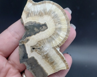 May include: A brown and white banded agate with a unique, swirling pattern. The agate has a rough, natural texture and is a beautiful example of this type of stone.